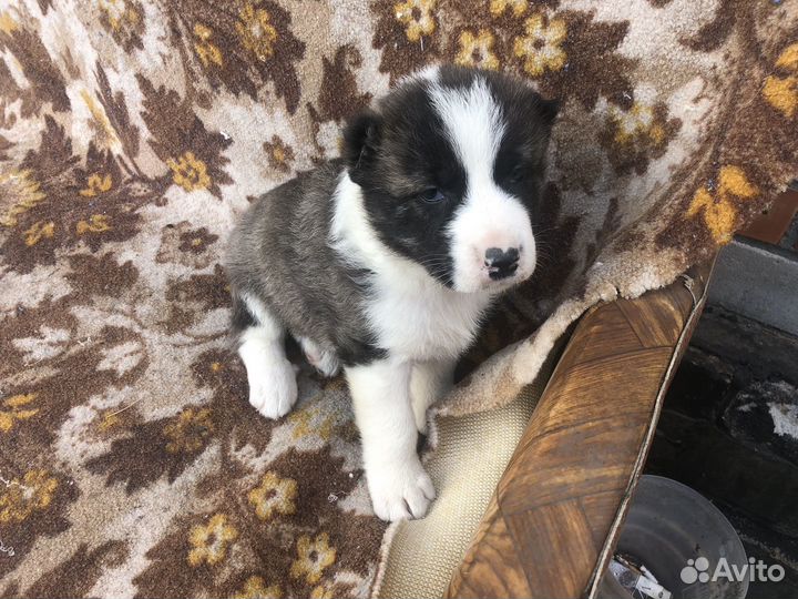 Среднеазиатская овчарка алабай щенки