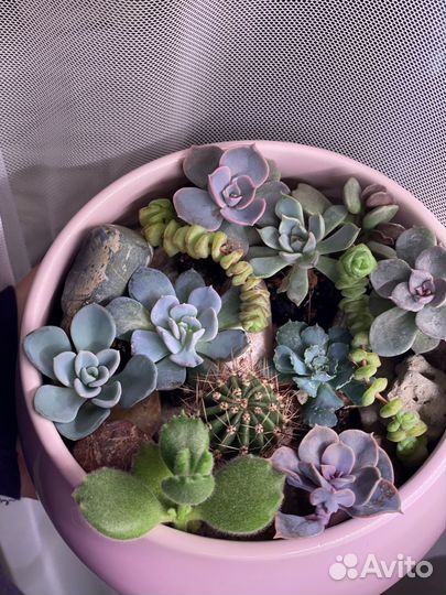Суккуленты эхеверии кактус набор