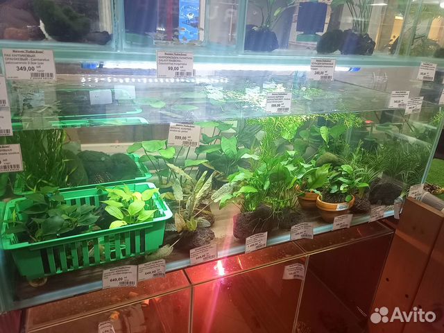 Кантемировская: рыбки, растения, корма, декор, акв объявление продам