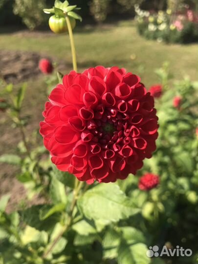 Георгины (клубни)