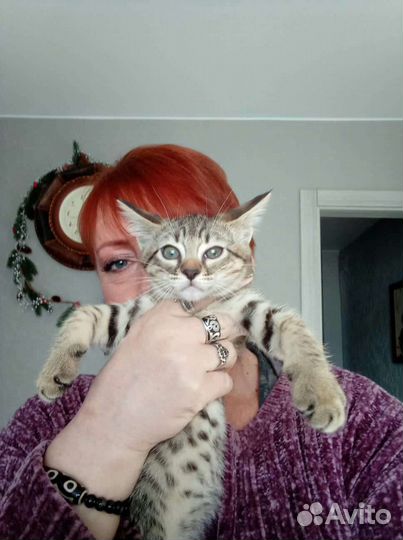 Chausie
