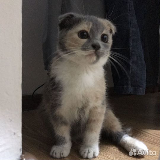 Котенок вислоухий