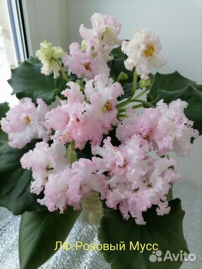 Фиалки сортовые