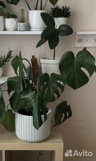 Продаю цветы