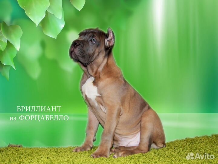 Щенки кане корсо из московского питомника