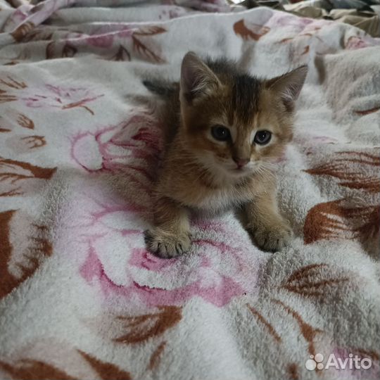 Котята абиссинские