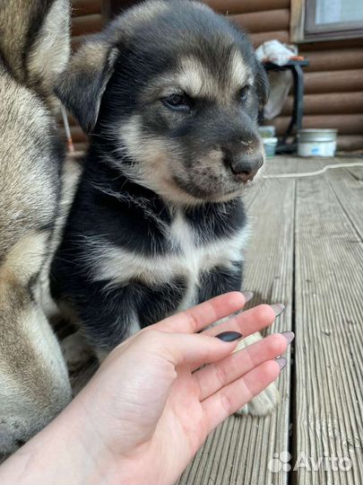 Аляскинский маламут щенки