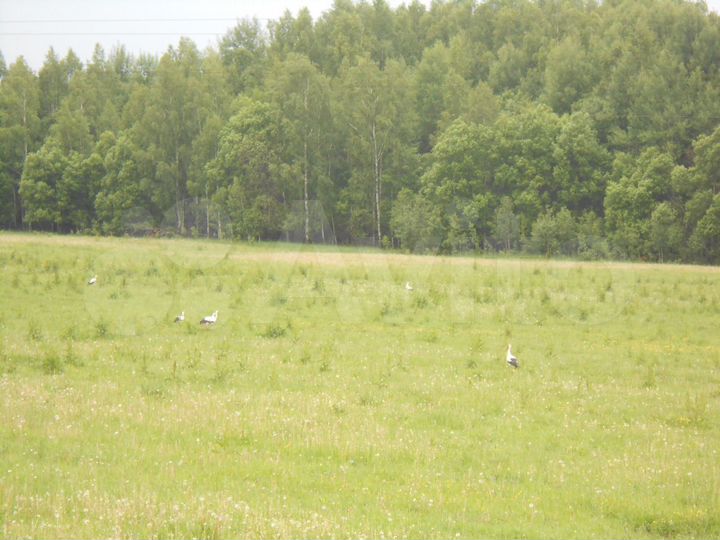 Участок 62,5 га (СНТ, ДНП)