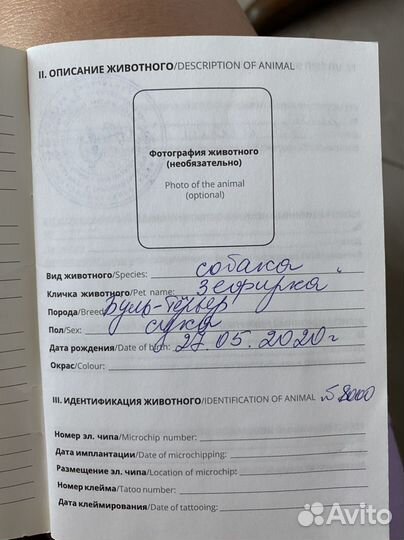 Бультерьер