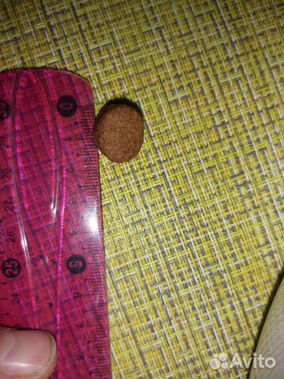 Автокормашка для собак