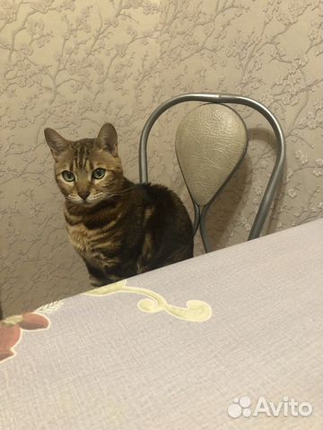 Бенгальская кошка бесплатно