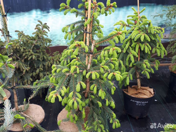 Ель инверса