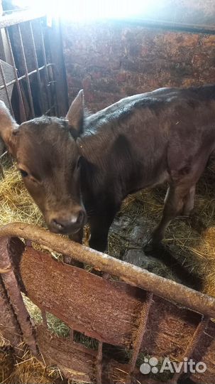 Продаётся бычок
