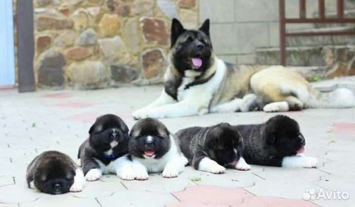 Помощь в вязках собак. Инструктор