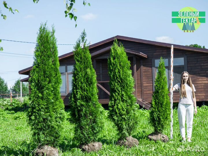 Туи 160 см