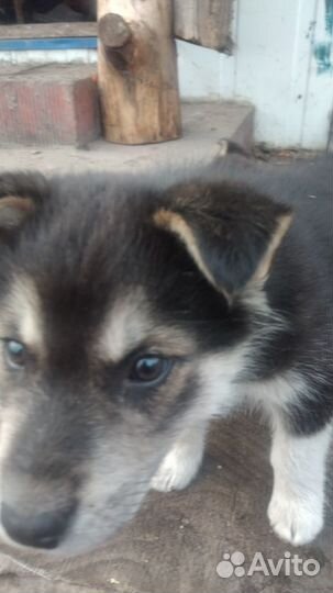 Домашние животные собаки щенки