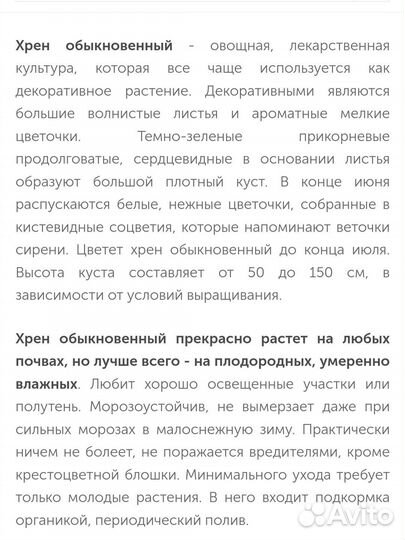 Хрен саженцы
