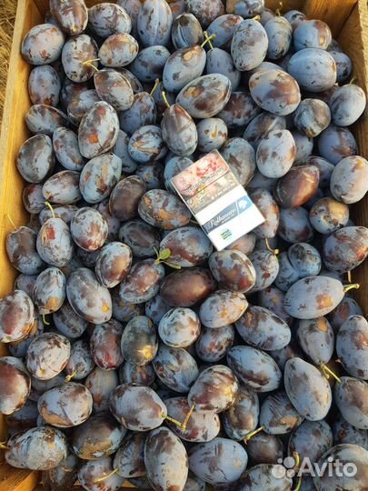 Чернослив стенлей