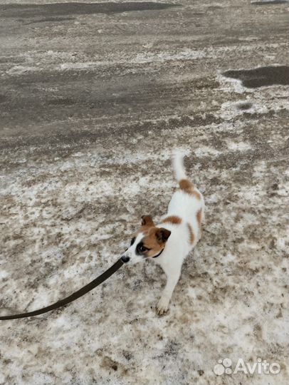 Отдам щенка в добрые руки