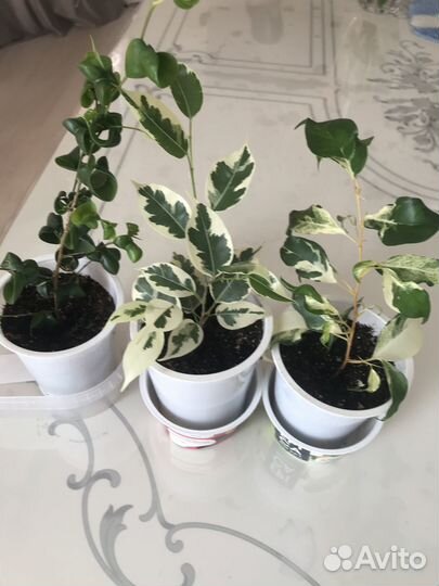 Продам фикусы