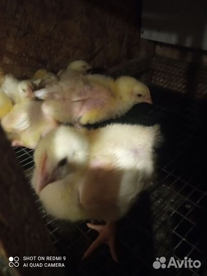 Цыплята бройлеры кобб 500