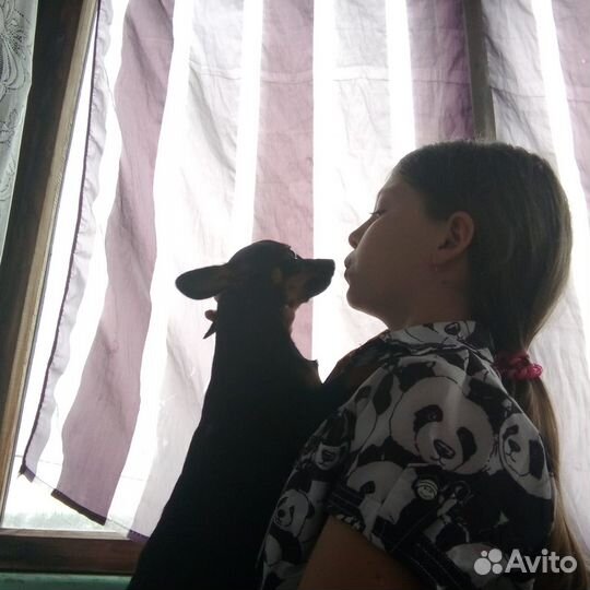 Собака мини той-терьер