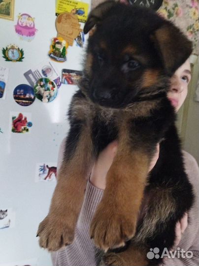 Породистые щенки