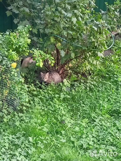 Котята-подростки в добрые руки