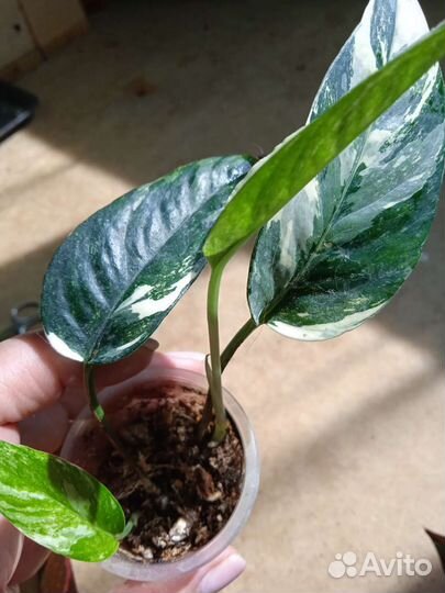 Филодендрон и эпипремнум