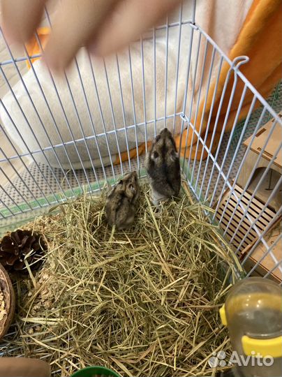 Джунгарские хомячки