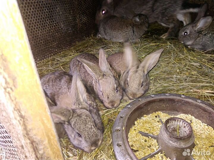 Кролики самцы, самочки