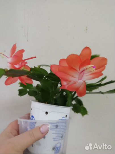 Комнатные растения цветы