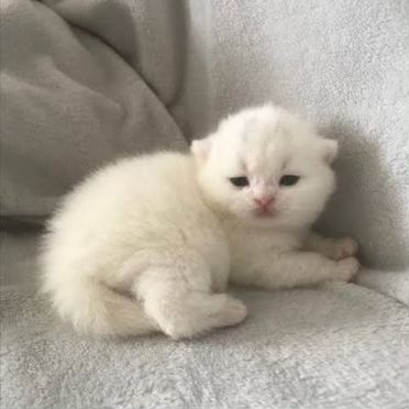 Гавана котёнок