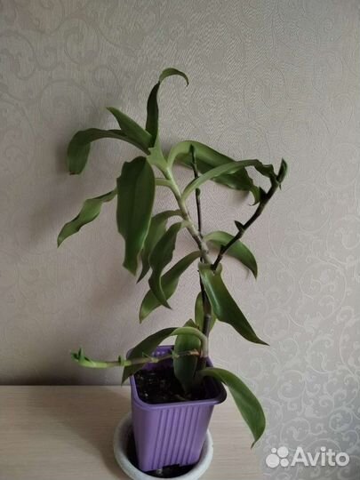 Растение золотой ус