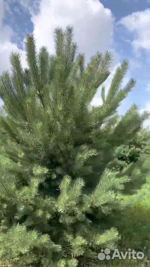 Сосна обыкновенная 196см