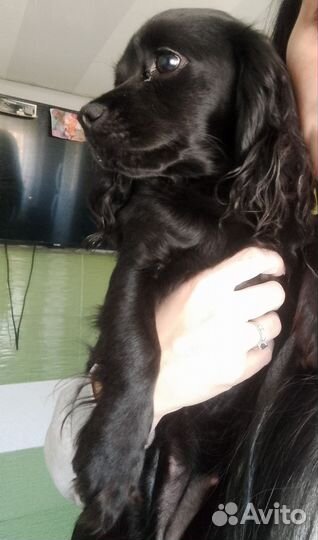 Кокер спаниель