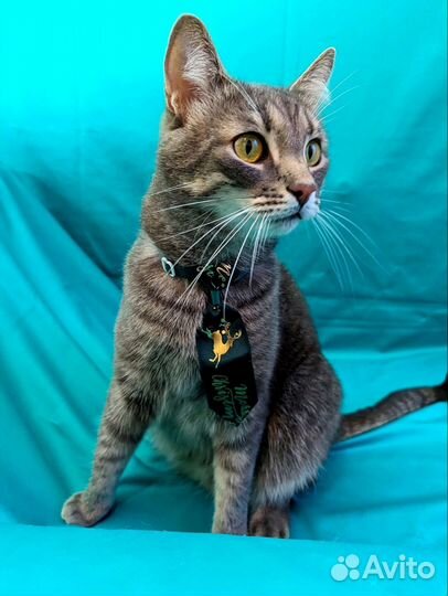 Котик Бен в дар