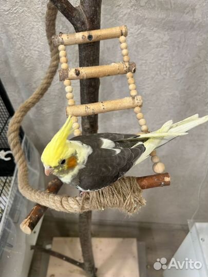 Попугай Корелла выкормыш