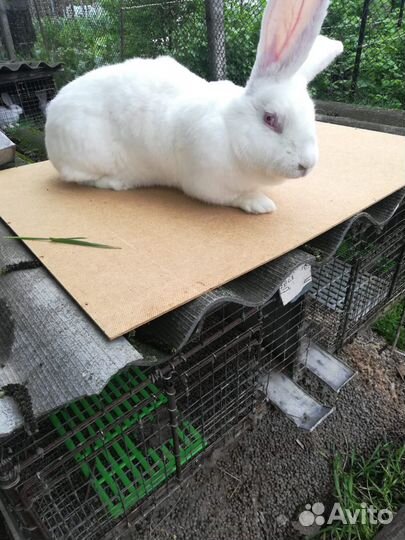 Кролики Фландр обмен на аккумуляторную ушм