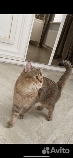 Шотландский кот вязка