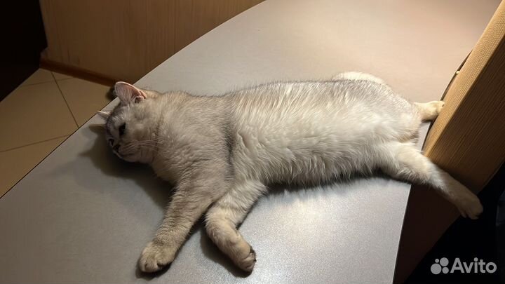 Вязка серебристая шиншилла