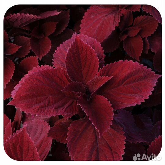 Колеус Визард Красный бархат