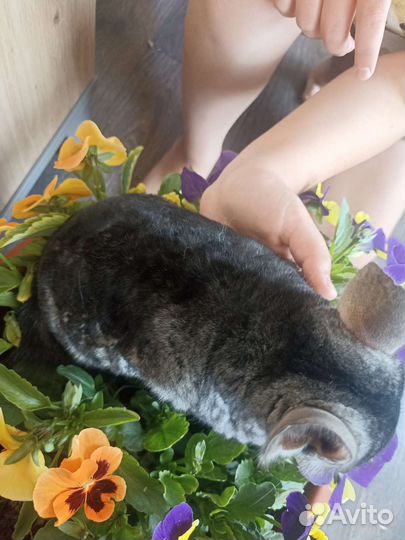 Шиншилла