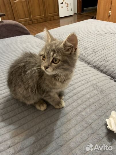 Котёнок