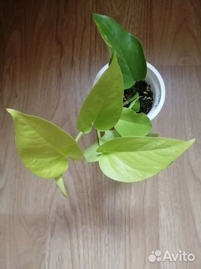 Сингониумы