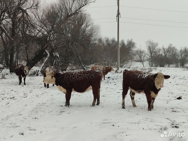 Телки герефорд