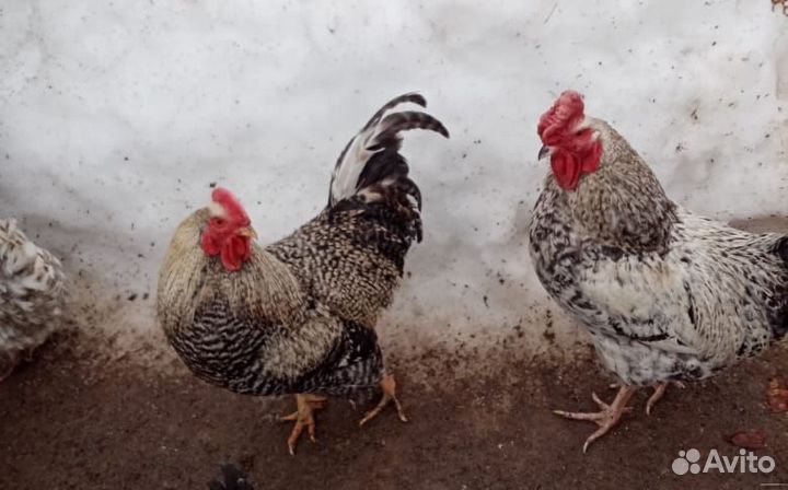 Молодые петухи