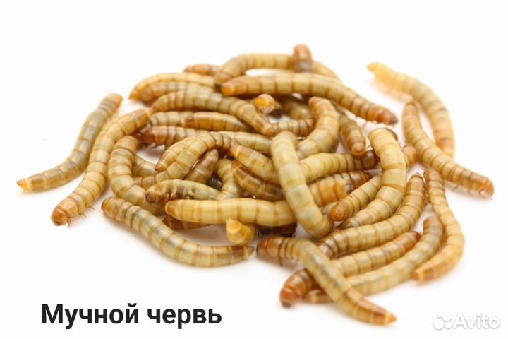 Насекомые, тараканы, зофобас, бражник, сверчки