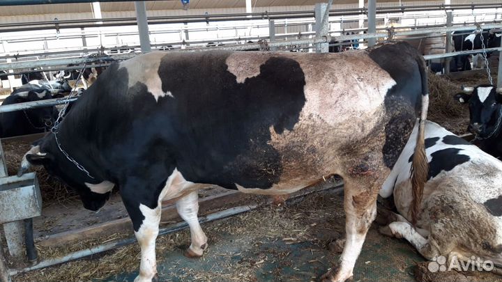 Бычки телята мясные