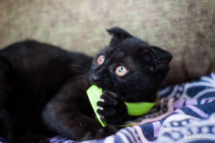 Британская кошка в дар